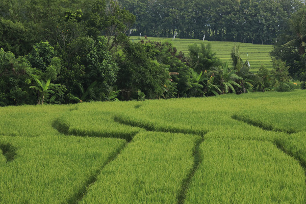  VFL372 VILLA SAWAH SESEH 